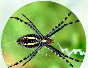 К чему снится по соннику большой паук Приснился огромный паук к чему